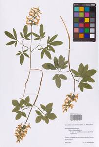 Хохлатка полая (L.) Schweigg. & Körte, Восточная Европа, Центральный лесостепной район (E6) (Россия)