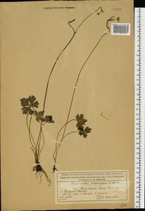 Лютик близкий C.A.Mey., Восточная Европа, Северный район (E1) (Россия)