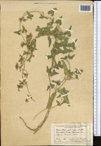 Cynanchum acutum subsp. sibiricum (Willd.) Rech. fil., Средняя Азия и Казахстан, Джунгарский Алатау и Тарбагатай (M5) (Казахстан)