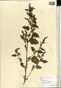 Лебеда татарская L., Восточная Европа, Московская область и Москва (E4a) (Россия)