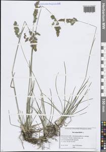 Мятлик узколистный L., Восточная Европа, Московская область и Москва (E4a) (Россия)