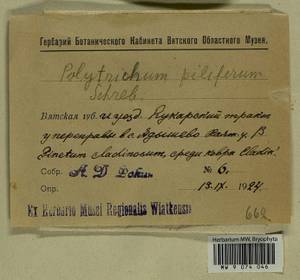 Polytrichum piliferum Hedw., Гербарий мохообразных, Мхи - Пермский край, Удмуртия, Свердловская и Кировская области (B8) (Россия)