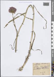Лук круглый L., Восточная Европа, Ростовская область (E12a) (Россия)