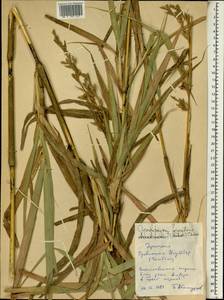 Cymbopogon giganteus Chiov., Африка (AFR) (Эфиопия)