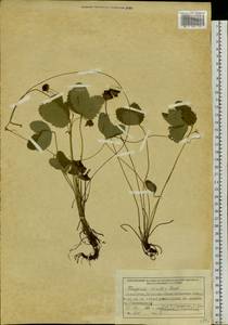 Земляника зеленая, Полуница Duchesne, Сибирь, Западный (Казахстанский) Алтай (S2a) (Казахстан)