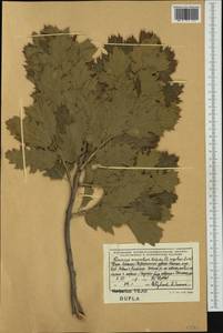 Quercus ithaburensis subsp. macrolepis (Kotschy) Hedge & Yalt., Западная Европа (EUR) (Албания)