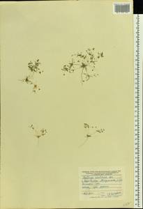 Hypertelis cerviana (L.) Thulin, Восточная Европа, Ростовская область (E12a) (Россия)
