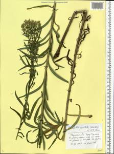Galatella sedifolia subsp. sedifolia, Восточная Европа, Северо-Западный район (E2) (Россия)