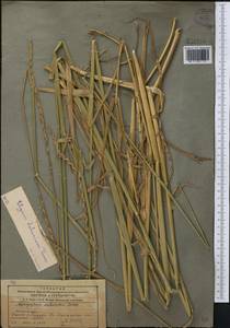 Campeiostachys dahurica (Turcz. ex Griseb.) B.R.Baum, J.L.Yang & C.Yen, Средняя Азия и Казахстан, Северный и Центральный Тянь-Шань (M4) (Казахстан)