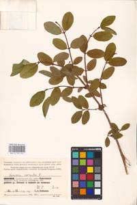 Жимолость голубая L., Восточная Европа, Северный район (E1) (Россия)