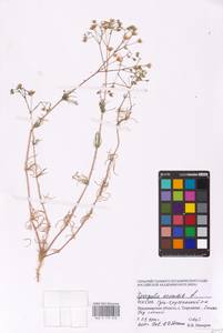 Торица полевая, Торица обыкновенная L., Восточная Европа, Центральный район (E4) (Россия)