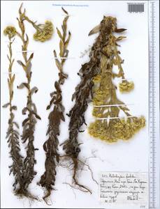 Helichrysum foetidum (L.) Moench, Африка (AFR) (Эфиопия)