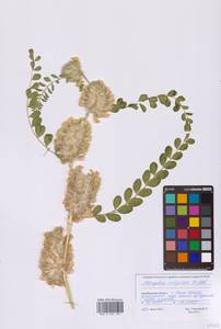 Астрагал лисий Willd., Восточная Европа, Восточный район (E10) (Россия)