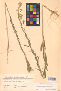 Желтушник душистый Ehrh., Восточная Европа, Центральный лесостепной район (E6) (Россия)