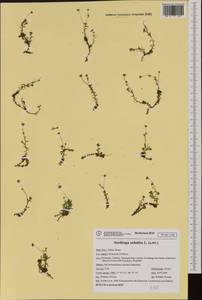 Saxifraga sedoides, Западная Европа (EUR) (Италия)