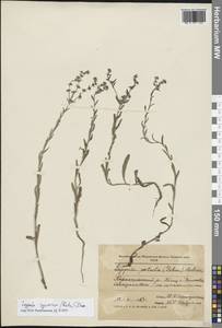 Липучка растопыренная (Retz.) Dumort., Восточная Европа, Молдавия (E13a) (Молдавия)