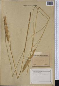 Calamagrostis arenaria (L.) Roth, Западная Европа (EUR) (Франция)