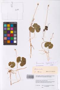 Coptidium lapponicum (L.) Á. Löve & D. Löve, Сибирь, Западная Сибирь (S1) (Россия)