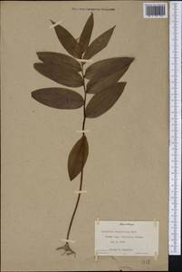 Maianthemum stellatum (L.) Link, Америка (AMER) (США)