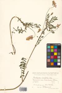 Эспарцет горошколистный Scop., Сибирь, Дальний Восток (S6) (Россия)