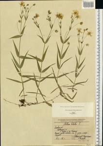 Rabelera holostea (L.) M.T.Sharples & E.A.Tripp, Восточная Европа, Московская область и Москва (E4a) (Россия)