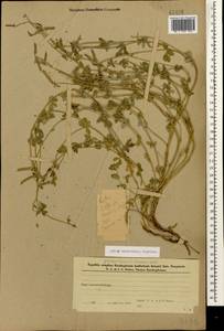 Lotus corniculatus subsp. corniculatus, Кавказ, Азербайджан (K6) (Азербайджан)