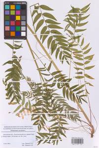 Синюха голубая L., Восточная Европа, Московская область и Москва (E4a) (Россия)