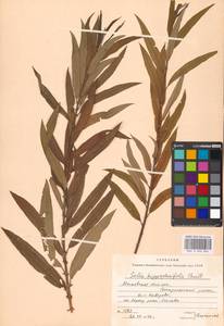 Salix triandra × viminalis, Восточная Европа, Московская область и Москва (E4a) (Россия)