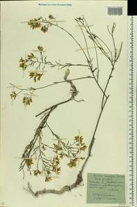 Genista tinctoria subsp. tinctoria, Восточная Европа, Северо-Украинский район (E11) (Украина)