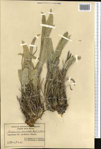 Lepidium paniculatum (Regel & Schmalh.) Al-Shehbaz, Средняя Азия и Казахстан, Западный Тянь-Шань и Каратау (M3) (Киргизия)