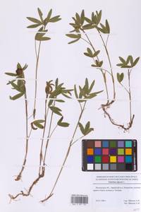 Клевер альпийский L., Восточная Европа, Московская область и Москва (E4a) (Россия)