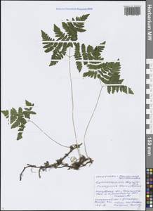 Голокучник обыкновенный (L.) Newman, Восточная Европа, Московская область и Москва (E4a) (Россия)