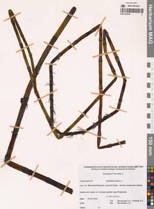Хвощ приречный, Хвощ топяной L., Сибирь, Чукотка и Камчатка (S7) (Россия)