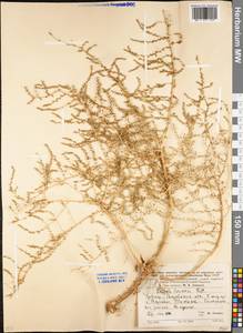 Caroxylon laricinum (Pall.) Tzvelev, Восточная Европа, Ростовская область (E12a) (Россия)