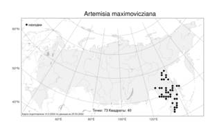 Artemisia maximovicziana, Полынь Максимовича (Schum.) Krasch. ex Poljakov, Атлас флоры России (FLORUS) (Россия)