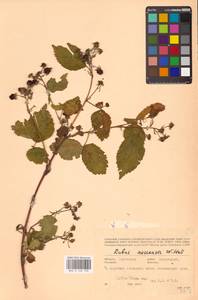 Ежевика несская, Куманика Hall, Восточная Европа, Белоруссия (E3a) (Белоруссия)