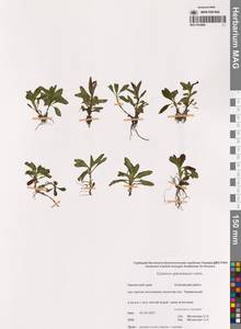 Кипрей железистый (Lehm.) Hoch & P.H.Raven, Сибирь, Чукотка и Камчатка (S7) (Россия)