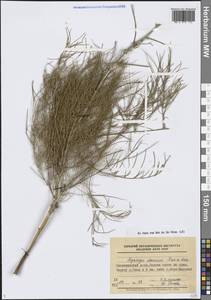 Спаржа даурская Fisch. ex Link, Сибирь, Прибайкалье и Забайкалье (S4) (Россия)