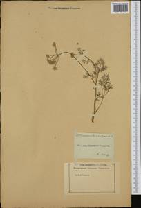 Athamanta cretensis L., Ботанические сады и дендрарии (GARD) (Россия)