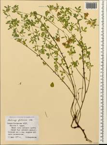 Medicago sativa subsp. glomerata (Balb.) Rouy, Кавказ, Северная Осетия, Ингушетия и Чечня (K1c) (Россия)