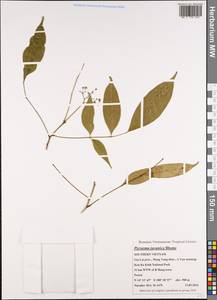 Picrasma javanica Bl., Зарубежная Азия (ASIA) (Вьетнам)