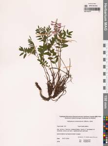 Hedysarum alpinum subsp. alpinum, Сибирь, Чукотка и Камчатка (S7) (Россия)