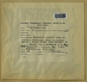 Polytrichum commune Hedw., Гербарий мохообразных, Мхи - Центральное Нечерноземье (B6) (Россия)