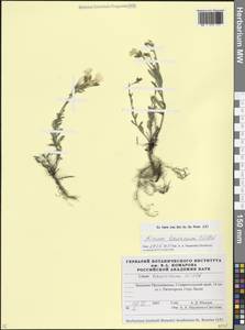 Лен крымский Willd., Кавказ, Ставропольский край, Карачаево-Черкесия, Кабардино-Балкария (K1b) (Россия)