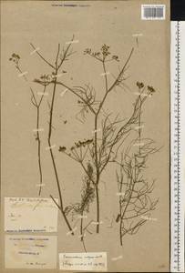 Anethum foeniculum L., Восточная Европа, Северо-Украинский район (E11) (Украина)