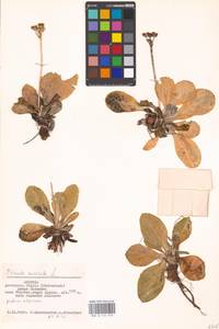 Primula auricula L., Западная Европа (EUR) (Австрия)