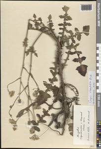 Скерда маколистная (M.Bieb.) Čelak., Восточная Европа, Молдавия (E13a) (Молдавия)