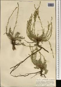 Бассия простертая (L.) Beck, Монголия (MONG) (Монголия)