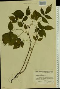 Малина обыкновенная L., Восточная Европа, Московская область и Москва (E4a) (Россия)