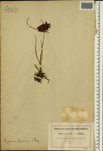 Pycreus nitidus (Lam.) J.Raynal, Африка (AFR) (ЮАР)